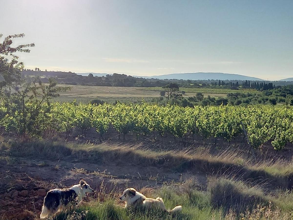 Rieux-MinervoisDomaine Saint Augustin别墅 外观 照片