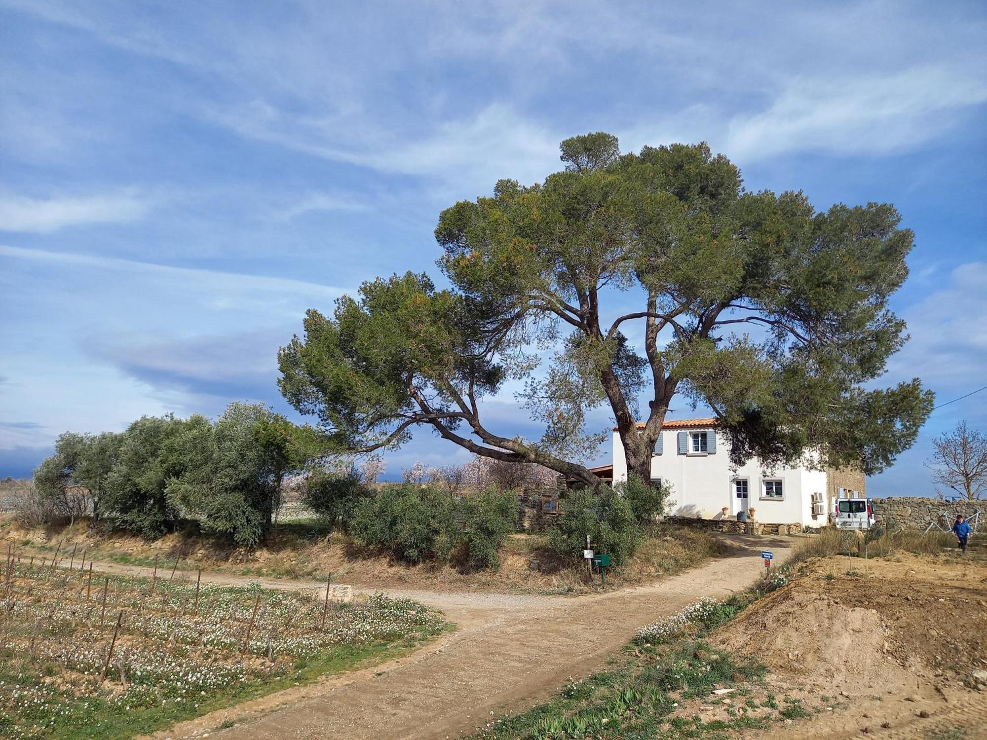 Rieux-MinervoisDomaine Saint Augustin别墅 外观 照片